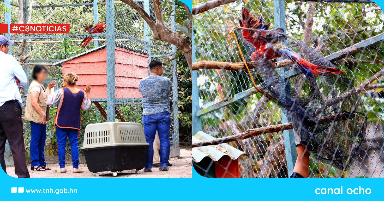 Rescatan aves en restaurante cerca de la colonia Loarque de Tegucigalpa