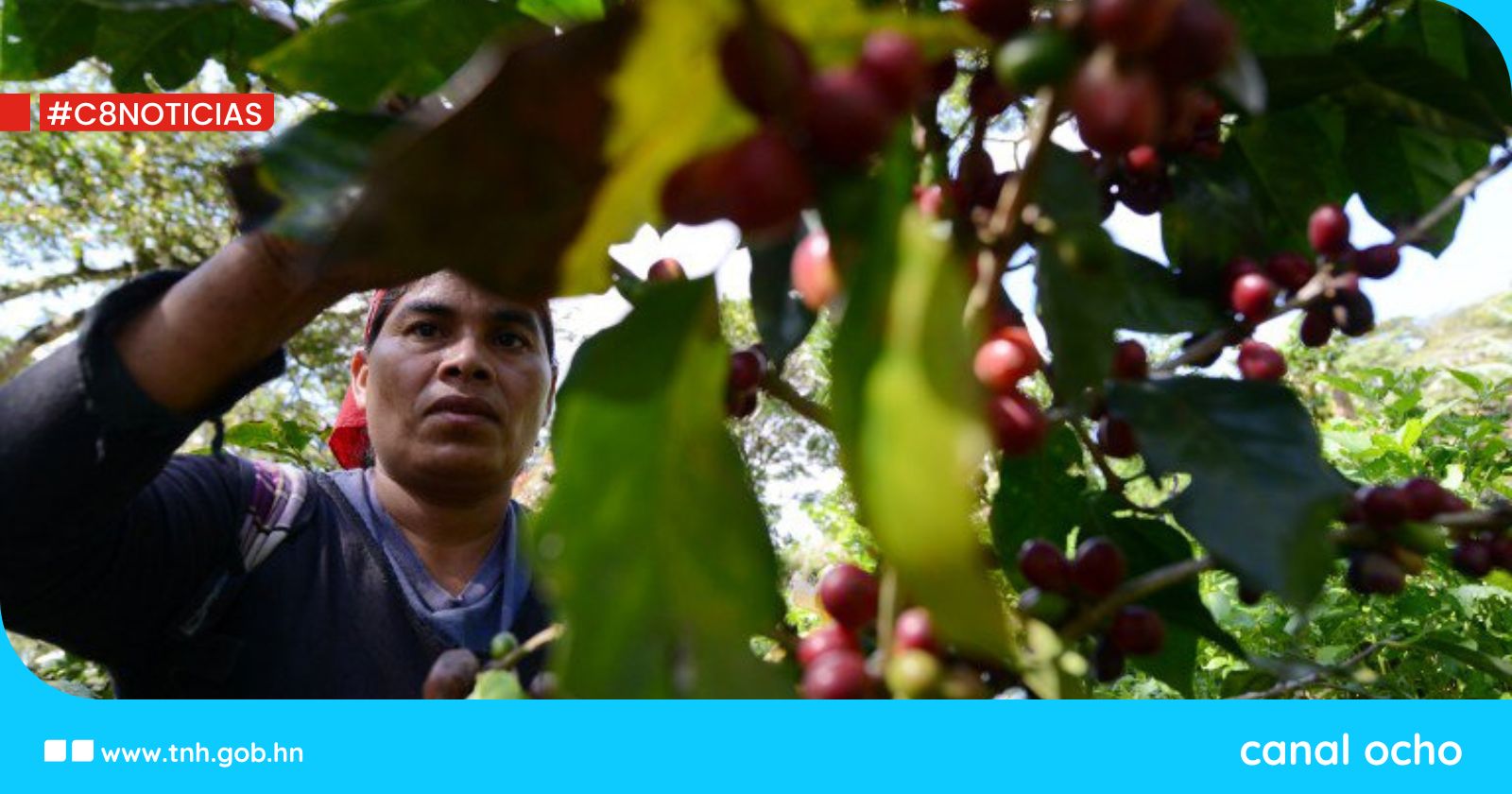 Exportaciones de café hondureño crecen un 86 % en los primeros cinco meses de la cosecha