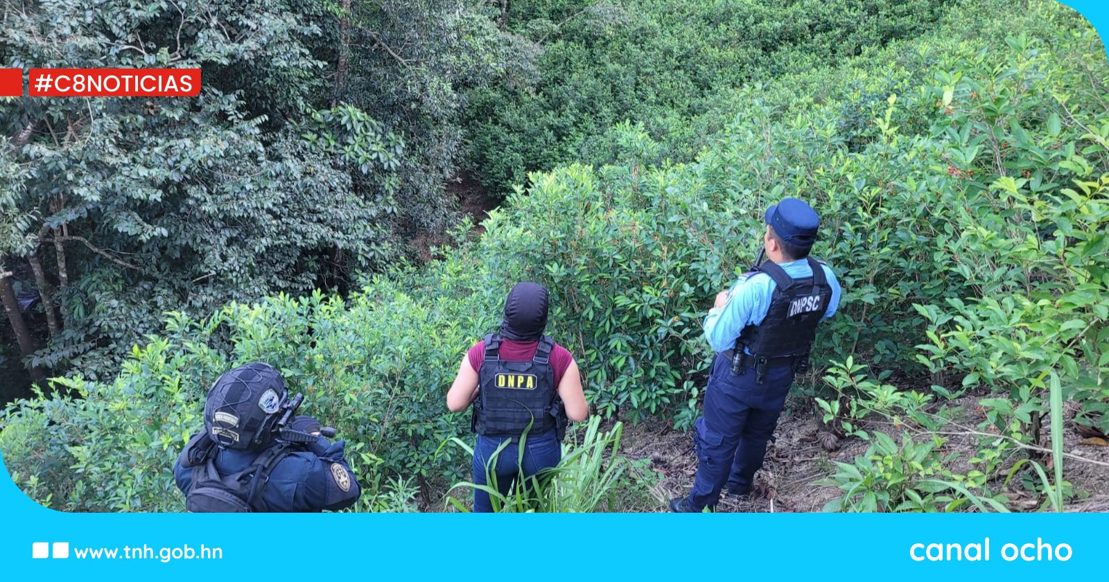 Policía Nacional asegura 48 mil arbustos de coca y un narcolaboratorio en Colón