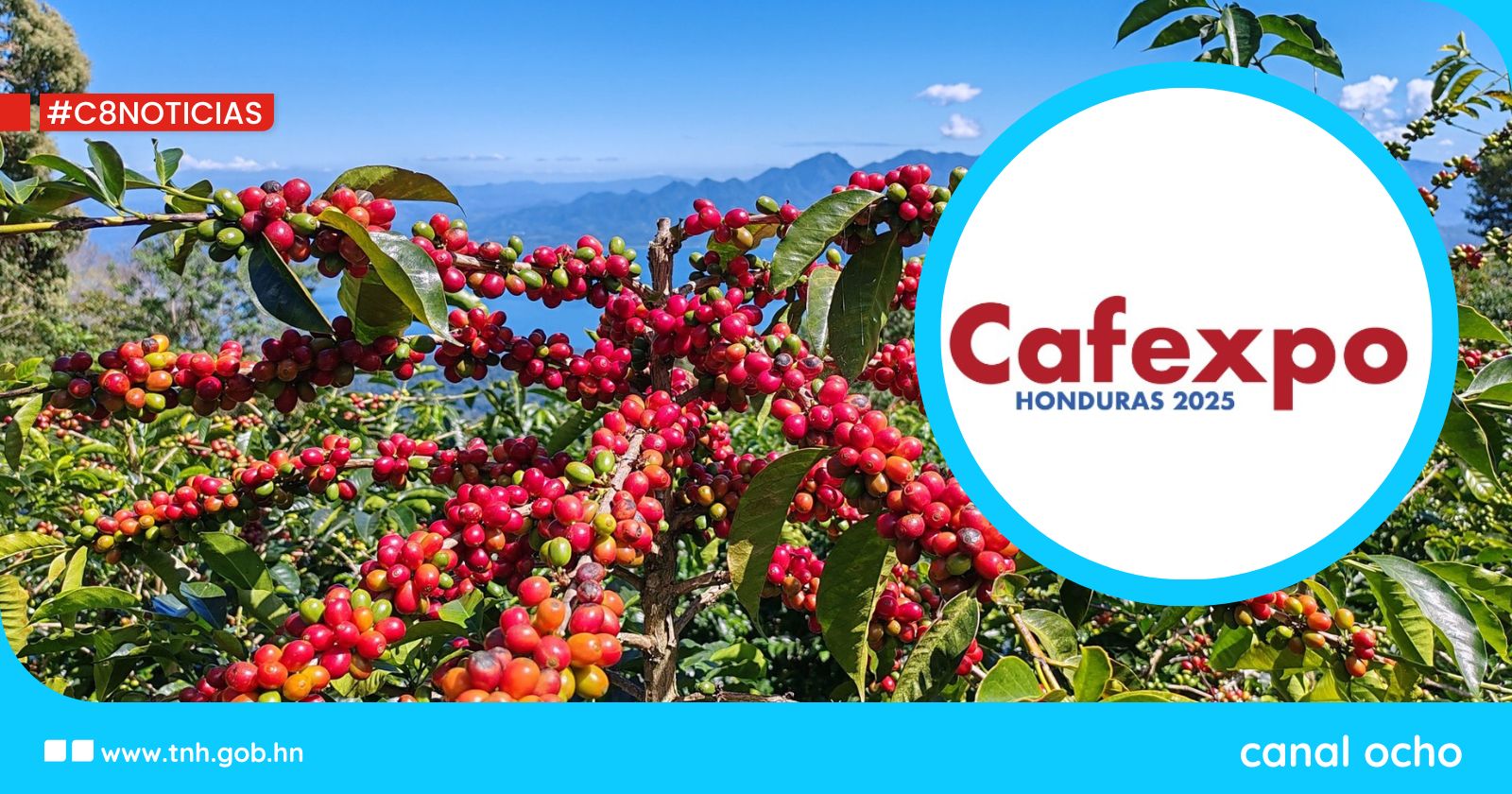 San Pedro Sula es sede de la Cafexpo 2025, el mayor encuentro del sector cafetalero en Honduras