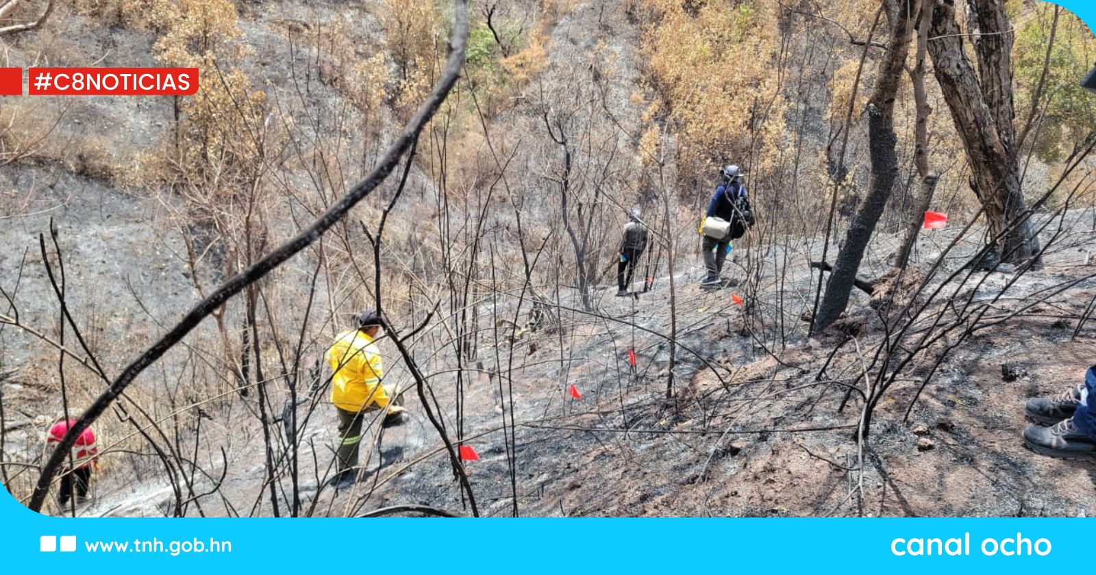 ICF investiga incendios forestales en el Parque Nacional La Tigra