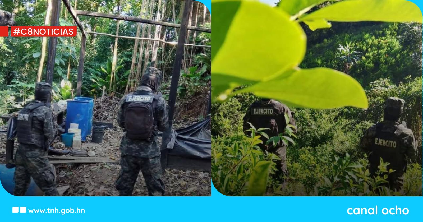 FF. AA. descubren plantación de supuesta coca en Colón