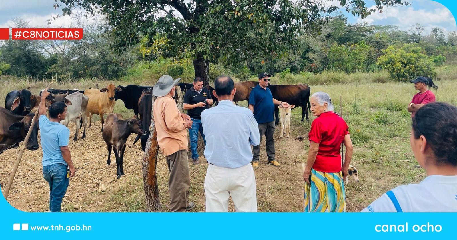 Campesinos multiplican proyecto de ganado en Olancho