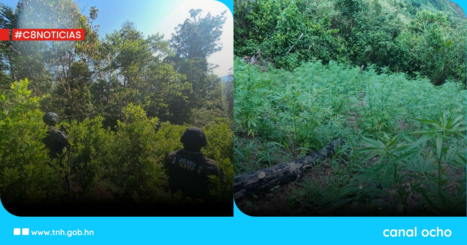 FF. AA. aseguran plantaciones de supuesta hoja de coca y marihuana en Colón