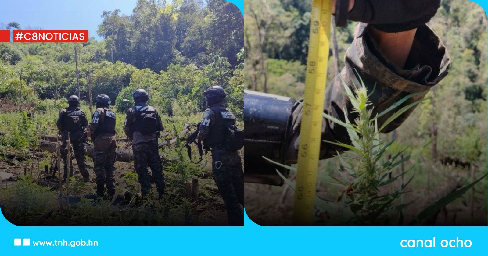 FF. AA. aseguran 1,000 arbustos de supuesta marihuana en Colón