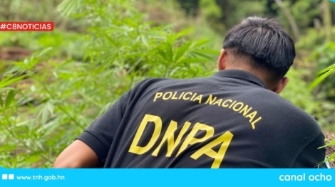 CANAL 8 WEB (1)
