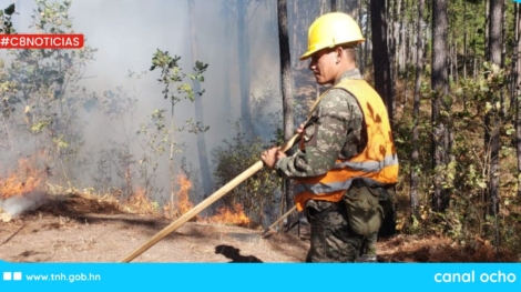 CANAL 8 WEB