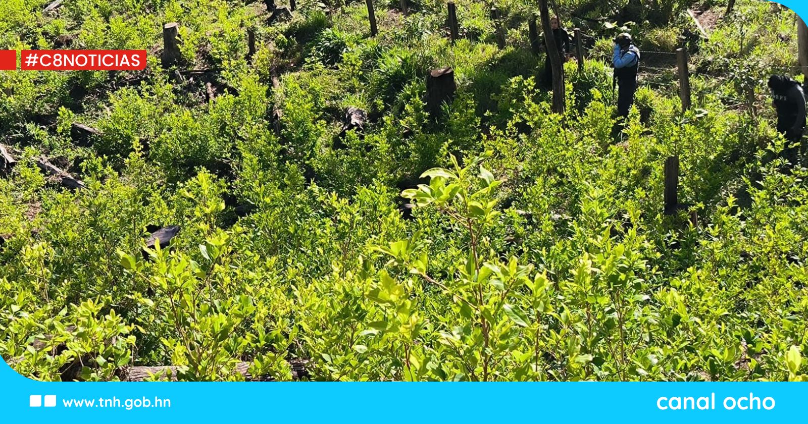 Policía Antidrogas asegura plantación con 40 mil arbustos de coca y narcolaboratorios en Olancho