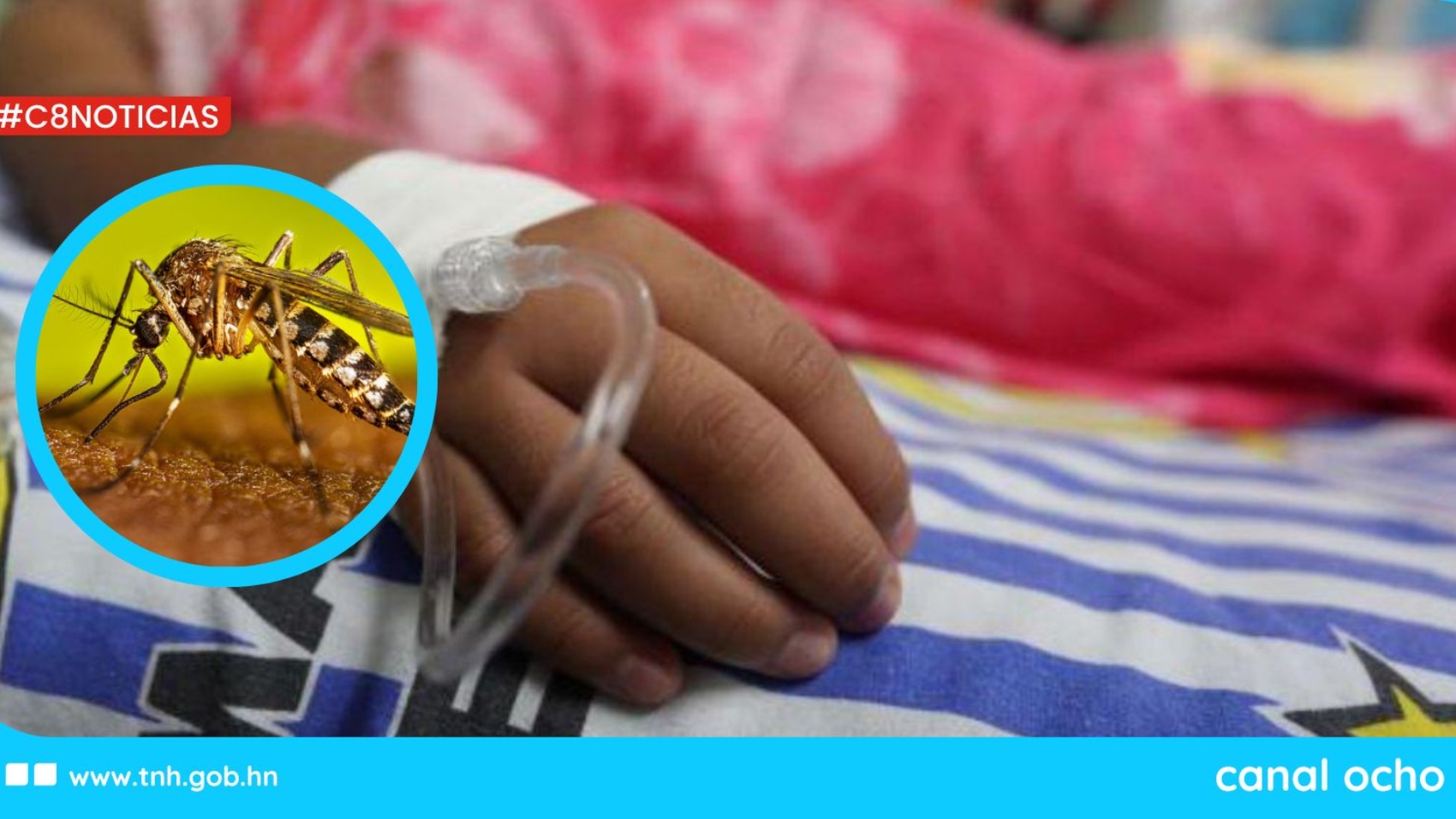 CANAL 8 WEB (1)