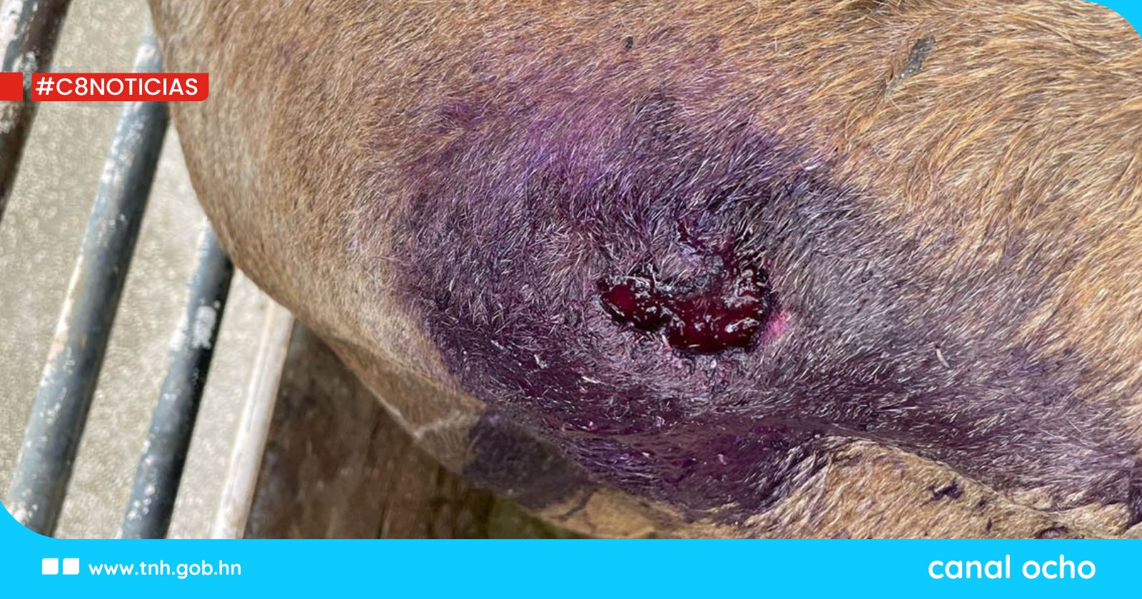 Honduras registra 1,524 casos de gusano barrenador en animales desde septiembre de 2024