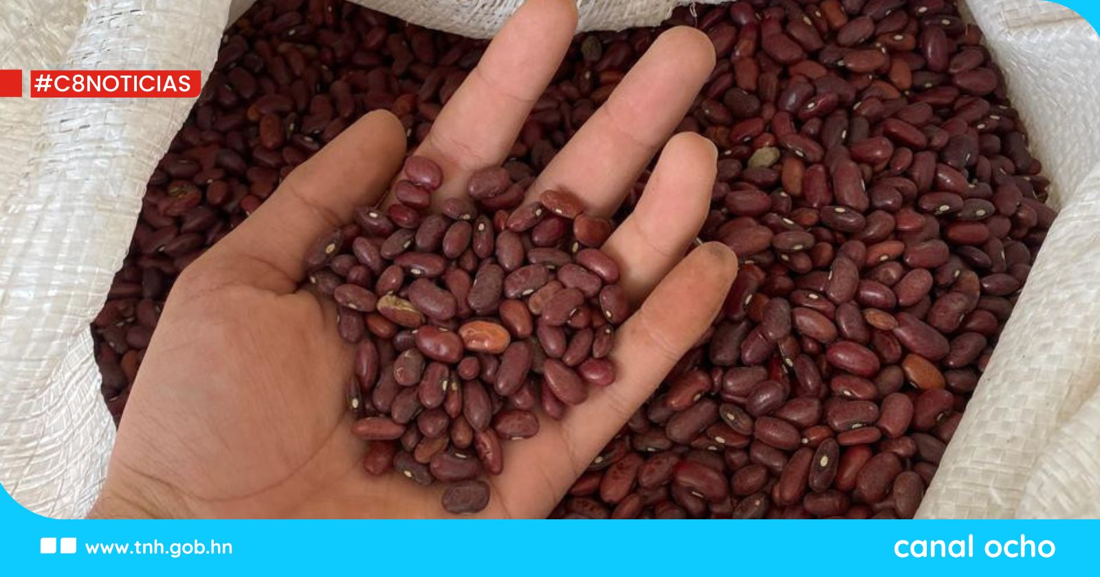 IHMA compra frijoles en el departamento de Lempira