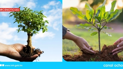 Día del Árbol