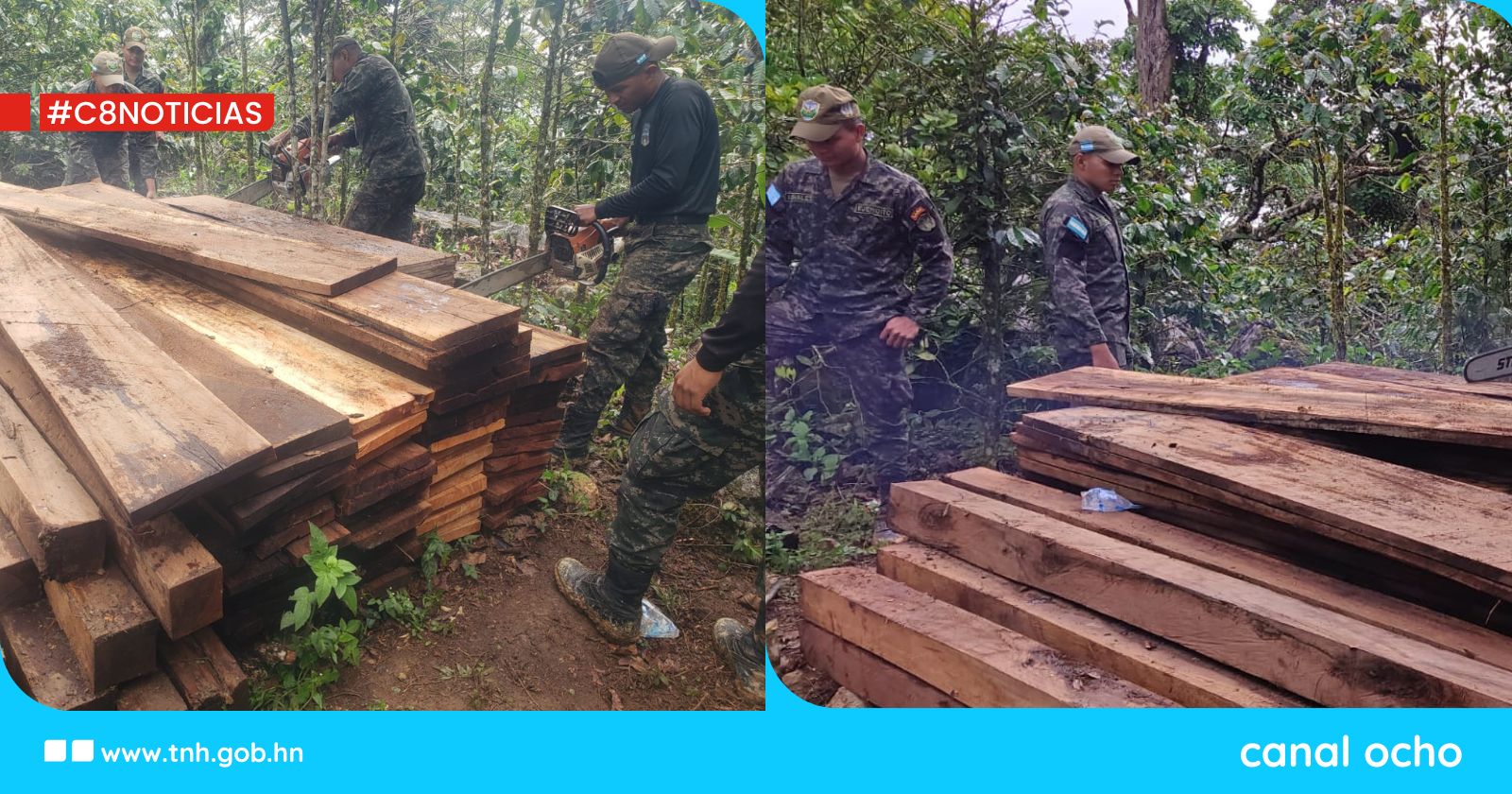 FF. AA. decomisan más de mil pies tablares de madera preciosa en Sierra de Agalta