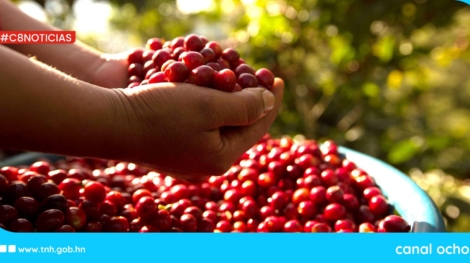 cafetalero
