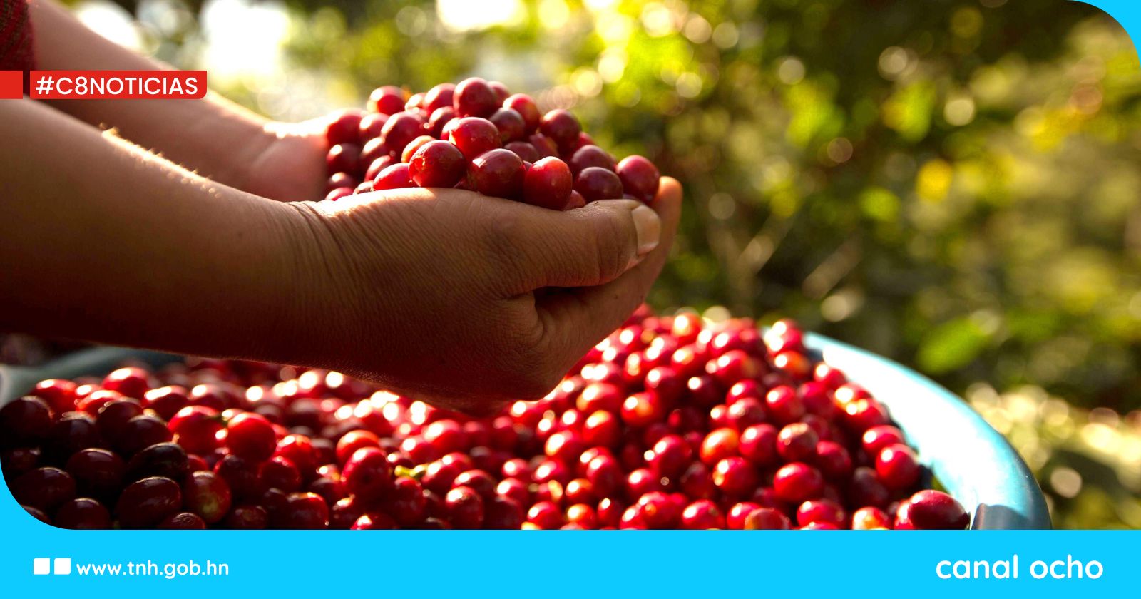 Honduras confirma inversión de L2,000 millones para sector cafetalero