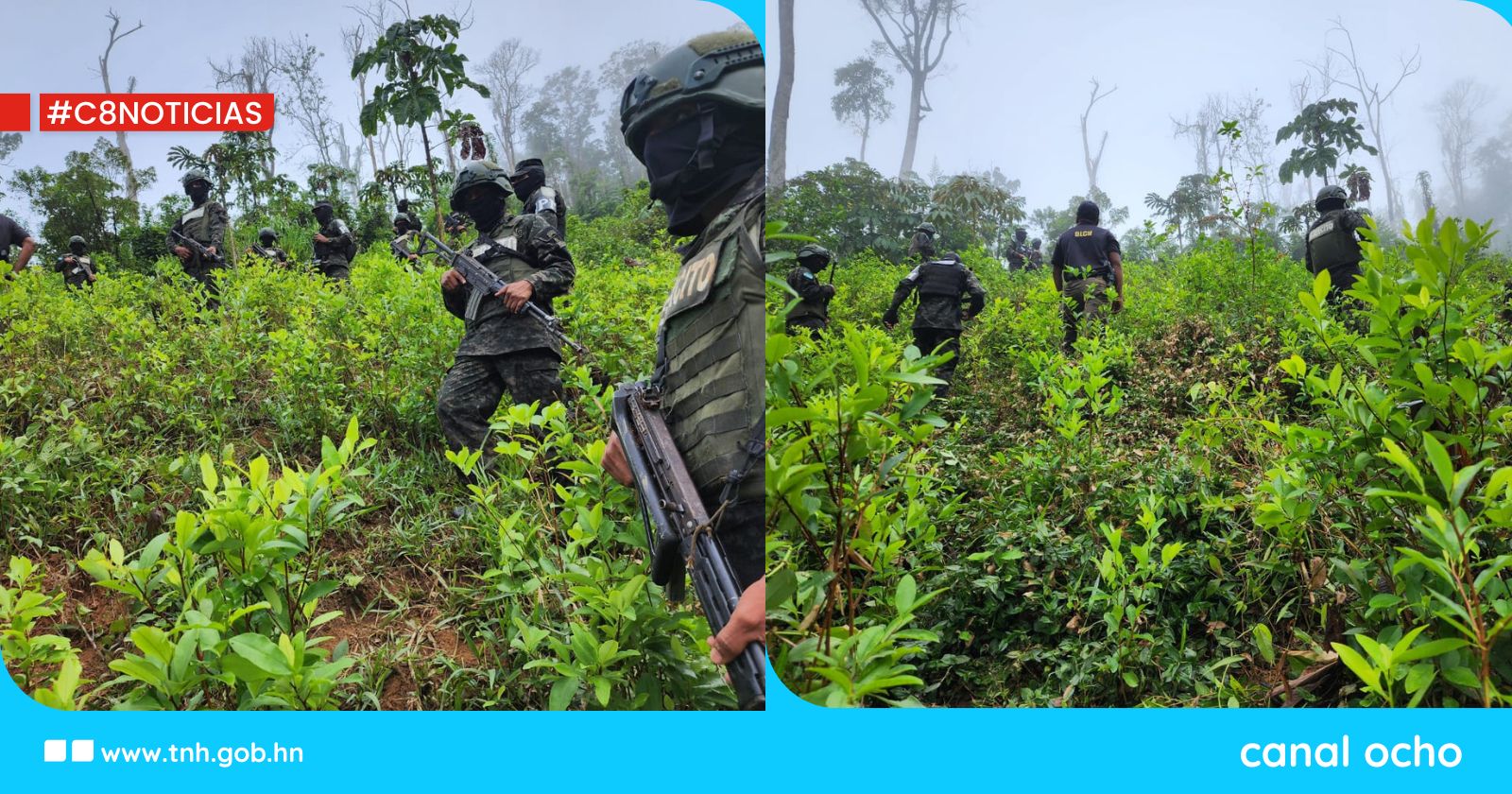 Aseguran dos plantaciones con 21,500 arbustos de hoja de coca en Olancho