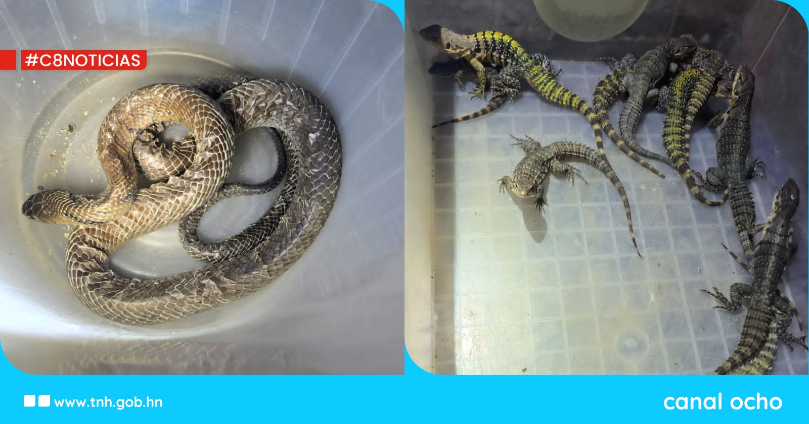Capturan a hondureño y decomisan reptiles exóticos valorados en más de L2.3 millones