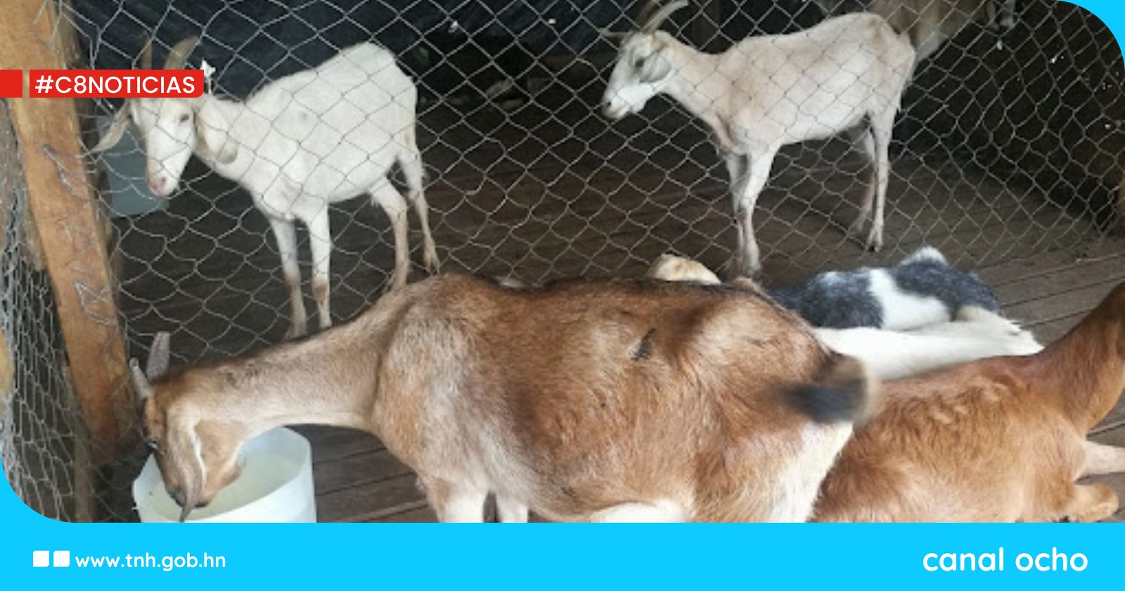 SAG y productores impulsan producción de cría de cabras y sus derivados