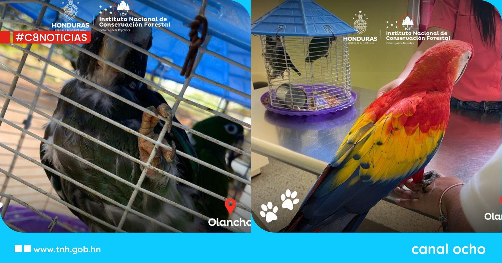 ICF decomisa fauna silvestre en condiciones inadecuadas en Gualaco, Olancho