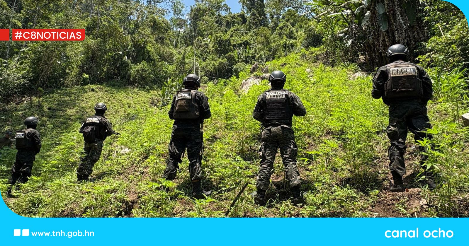 FF. AA. aseguran 12,000 plantas de marihuana en Tocoa, Colón