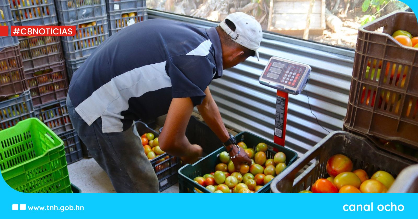 Productores de tomate de Orica exportan 20,000 libras a El Salvador gracias a alianzas comerciales