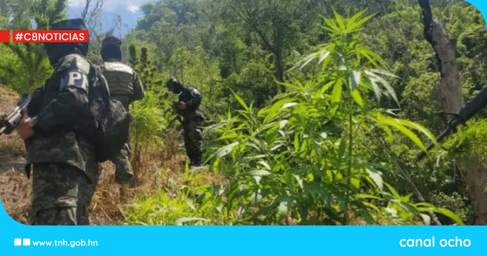 Nuevo decomiso de marihuana en Colón eleva a más de 150 mil las plantas incautadas en 2025