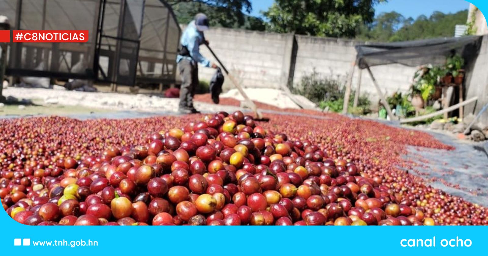 Honduras exporta primer café en cumplimiento con norma europea contra la deforestación