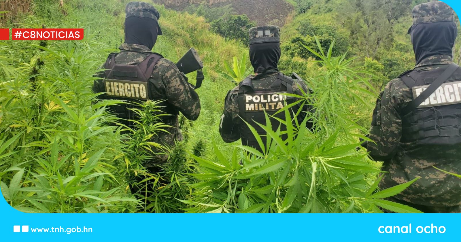 FF. AA. aseguran 30 mil plantas de marihuana en zona montañosa de Colón