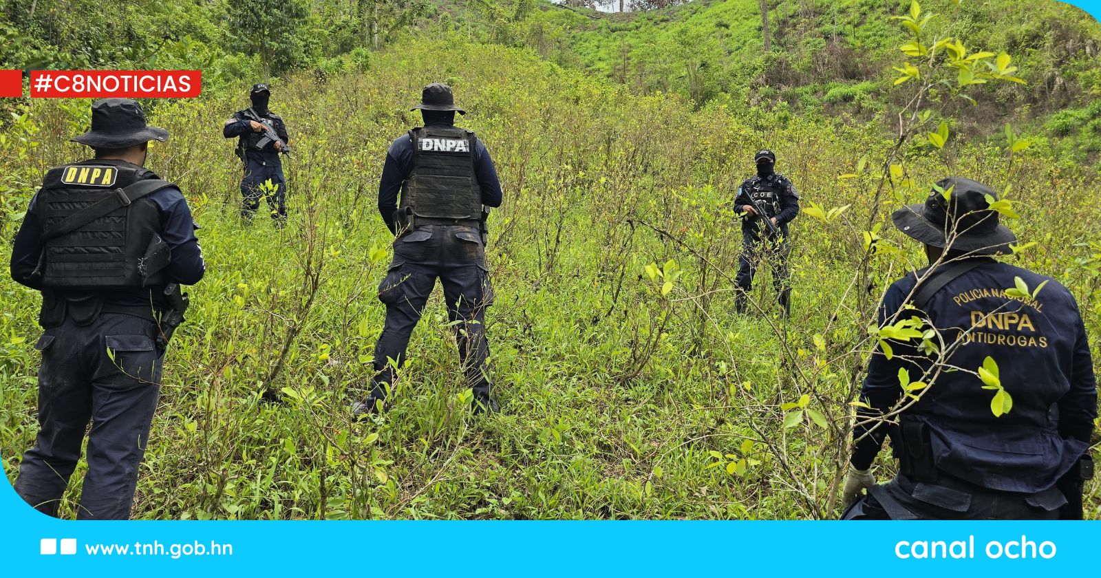 Aseguran extensa plantación con arbustos de hoja de coca en Colón