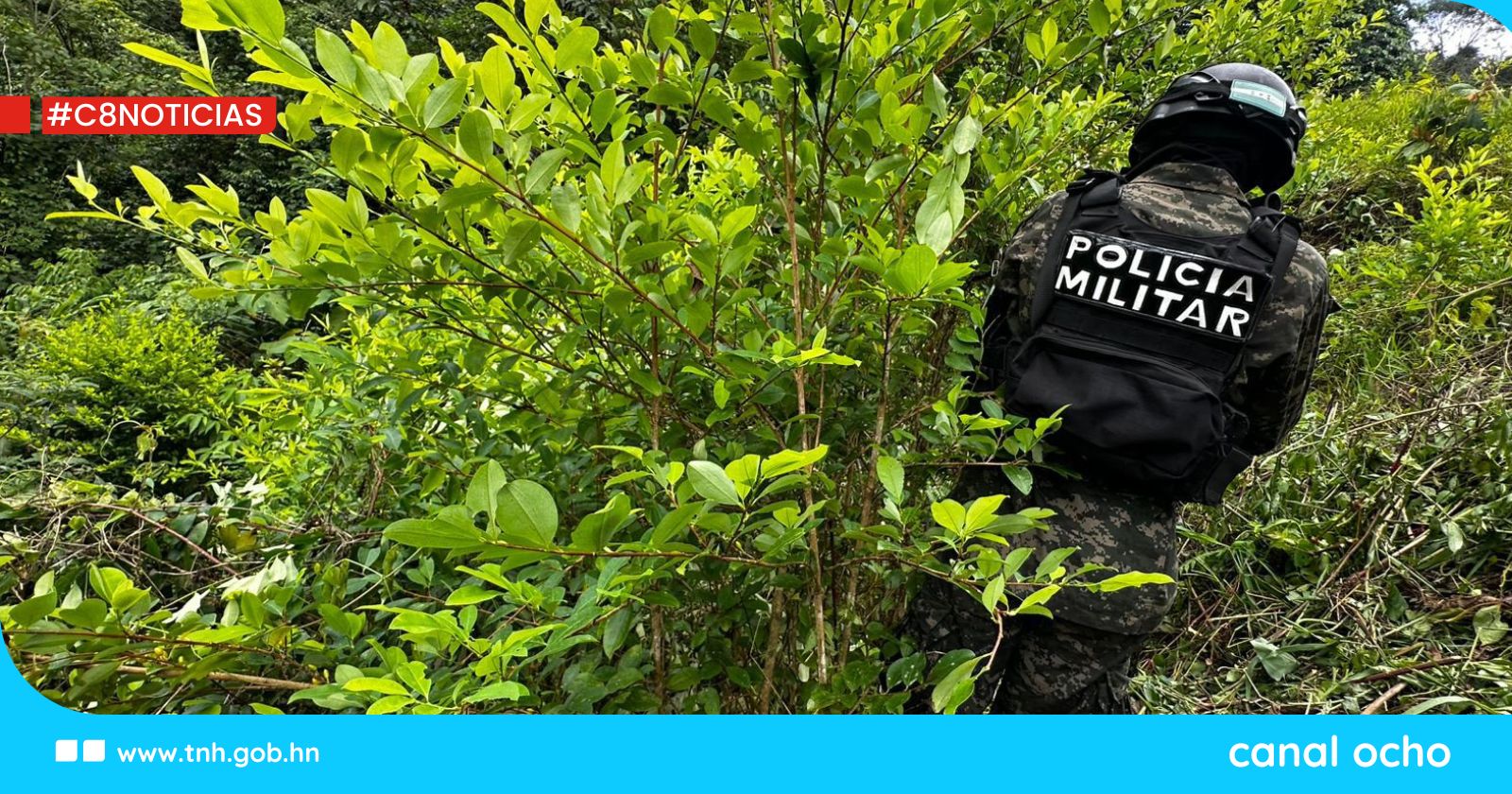 Localizan 6,000 plantas de hoja de coca en Olanchito, Yoro