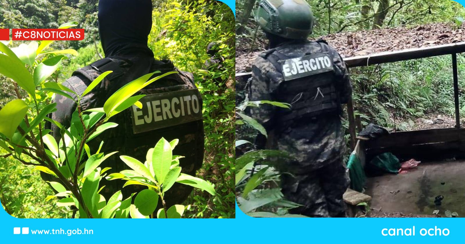 FF. AA. aseguran cultivo de 27,500 arbustos de hoja de coca en Colón