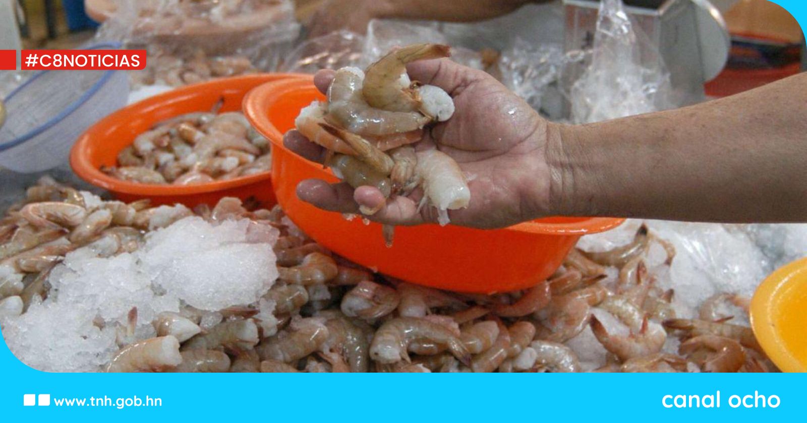 Honduras a un paso de exportar camarón a Corea del Sur, anuncia secretario Cerrato