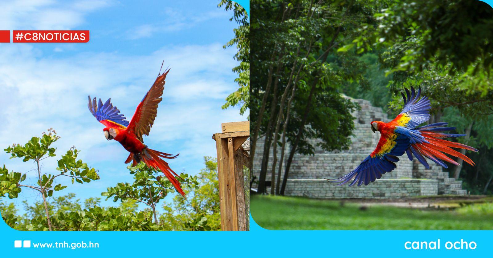 Copán celebra el Día Nacional de la Guacamaya Roja con la liberación de 14 aves y el Guacamaya Fest 2025