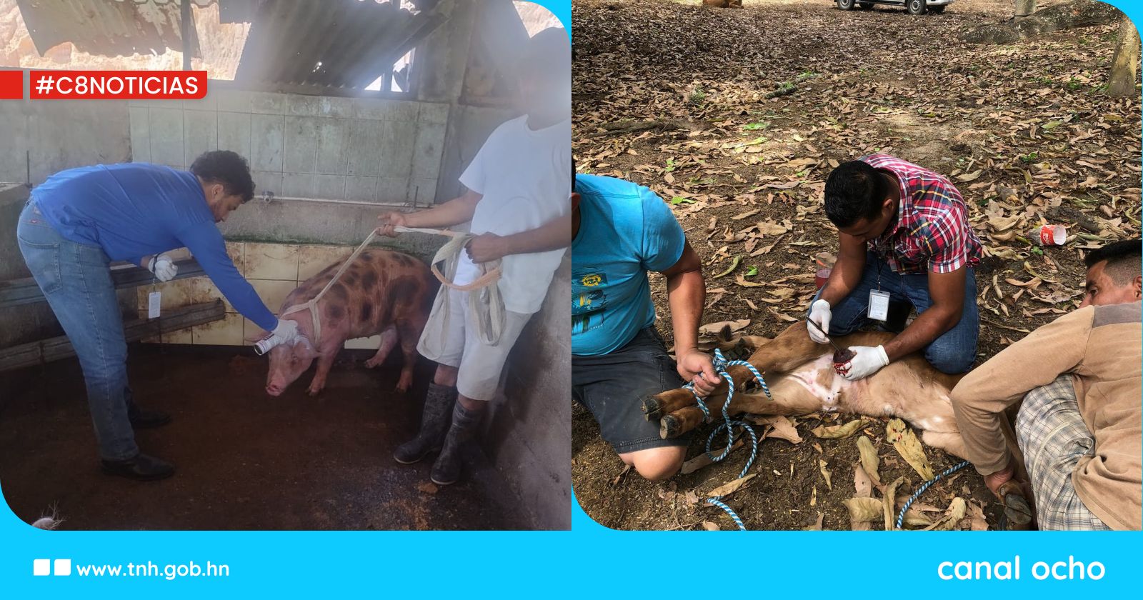 Gobierno intensifica inspecciones en animales para el combate del gusano barrenador