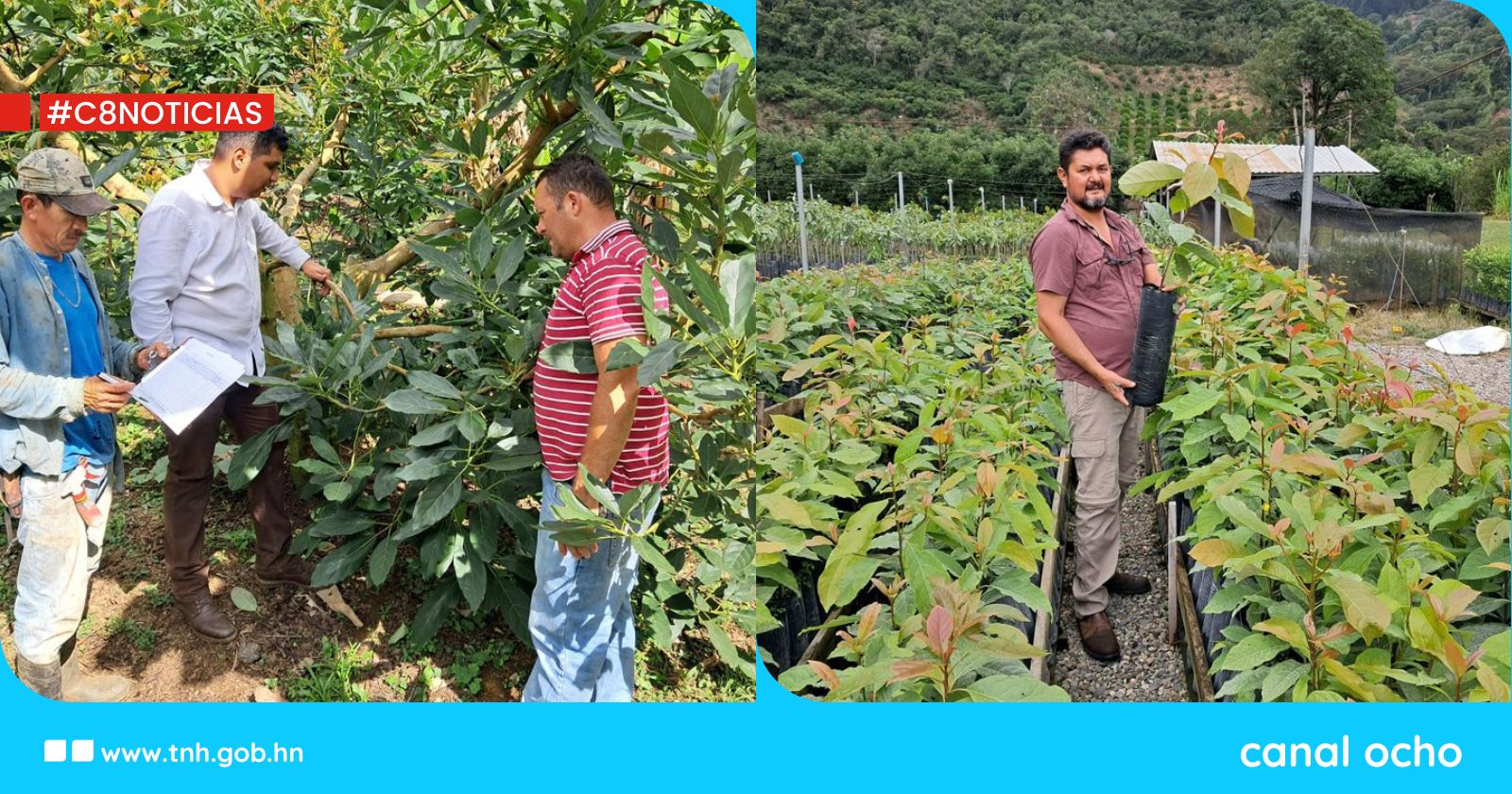SAG-Pronagro apoya a productores en optimizar producción de aguacate hass