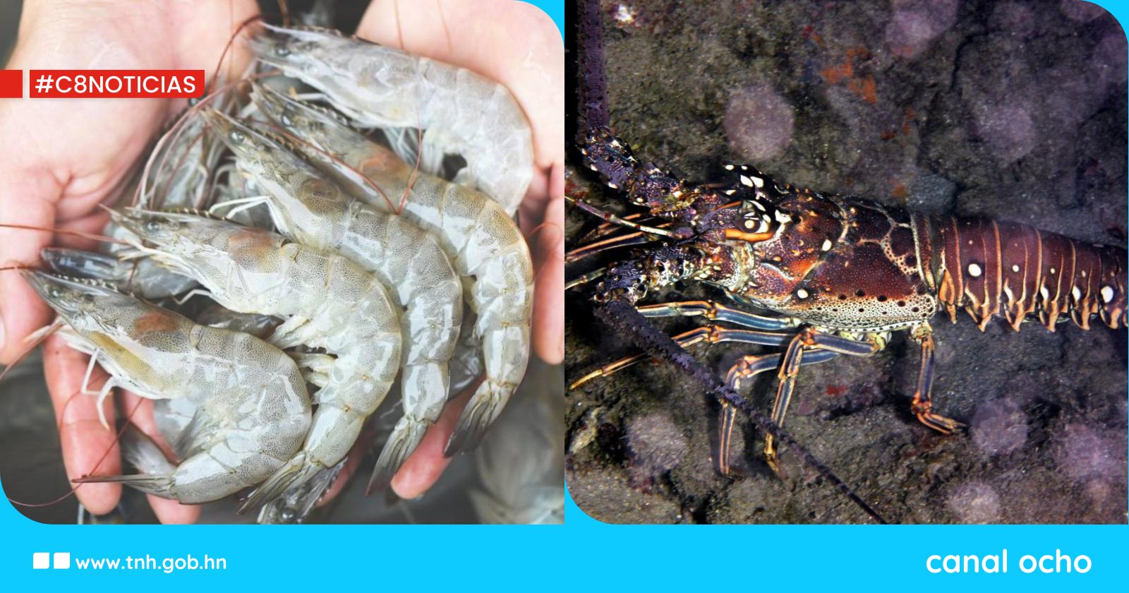 Próximo mes inicia pesca de langosta y camarón en el mar Caribe