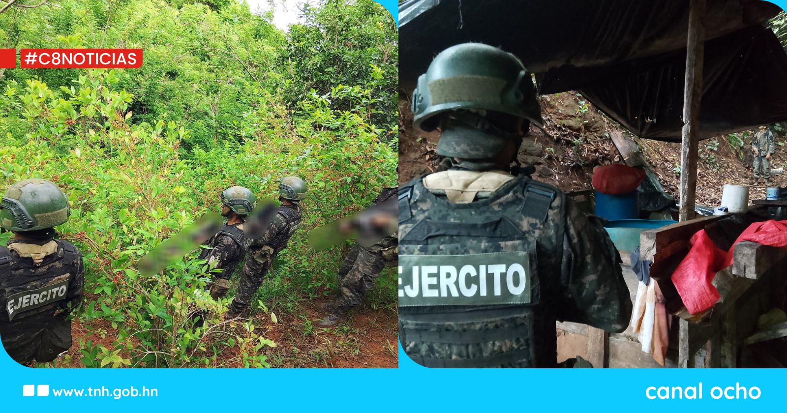FF. AA. aseguran nueva plantación de coca y marihuana en Colón