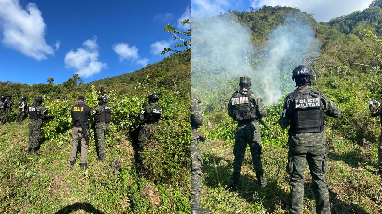 FF. AA. aseguran plantación de hoja de coca en Santa Bárbara