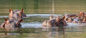 Hipopotamos Pablo escobar
