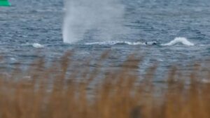 Libertad Timmy Ballena Jorobada