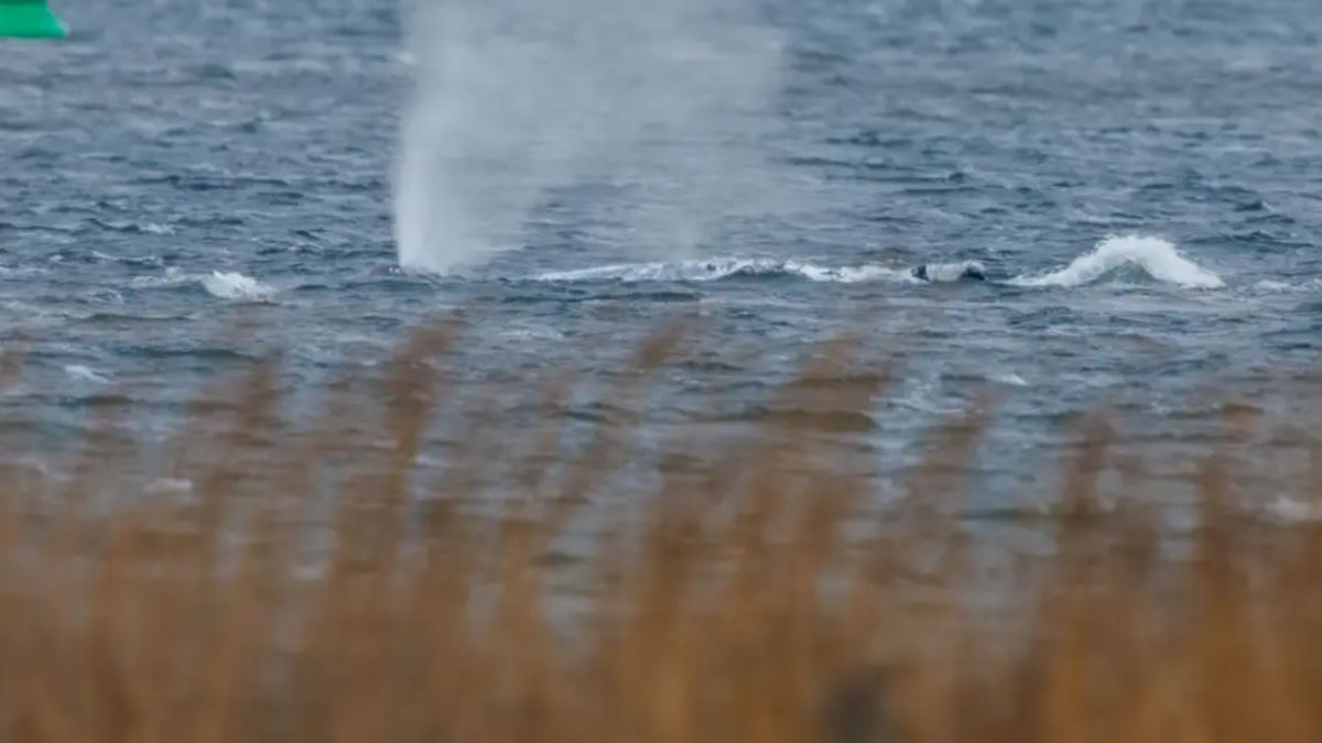 Liberan a Timmy, ballena jorobada atrapada en el mar Báltico