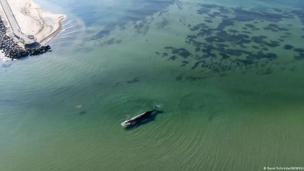 Preocupación por Timmy: ballena jorobada varada en el mar Báltico