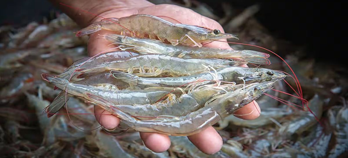 Exportaciones de camarón muestran recuperación en Honduras