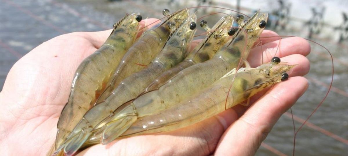 Honduras apuesta por acuicultura para expandir exportaciones y atraer inversión