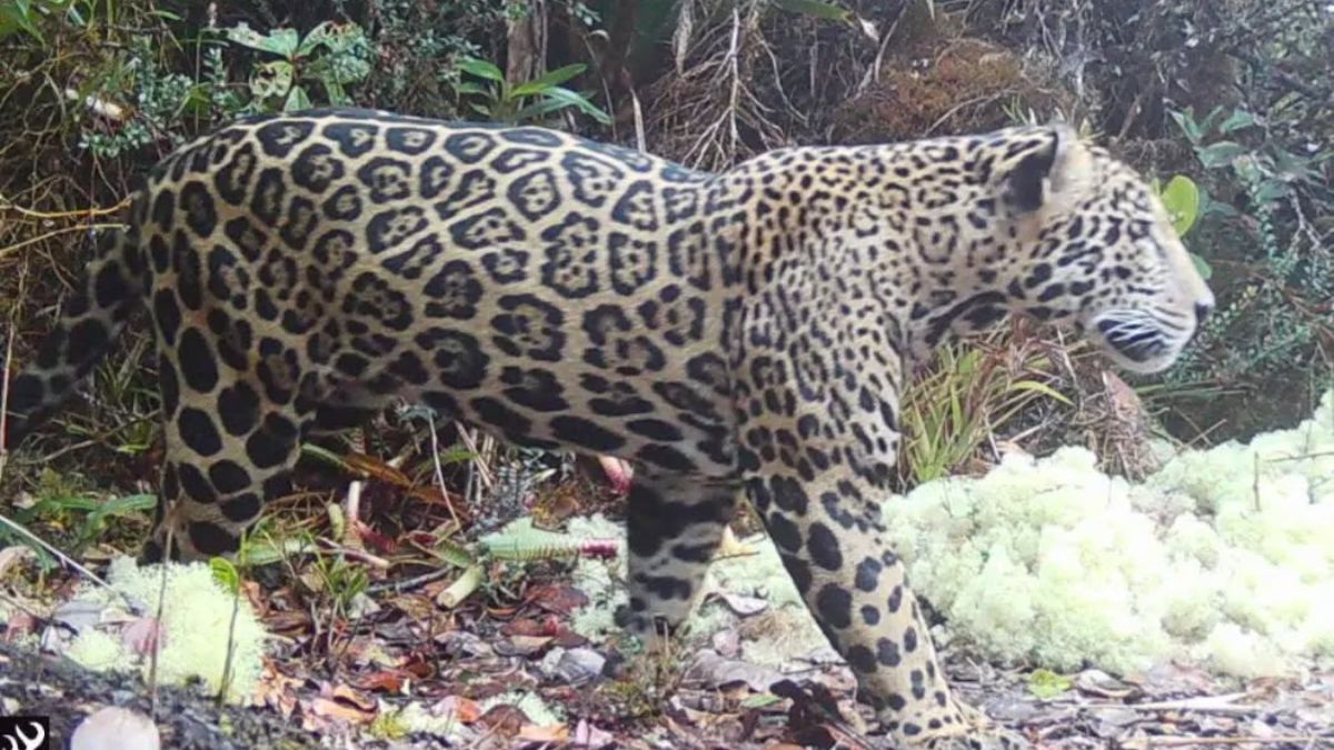 Captan a 'jaguar de las nubes' en lo más alto de la montaña de El Merendón