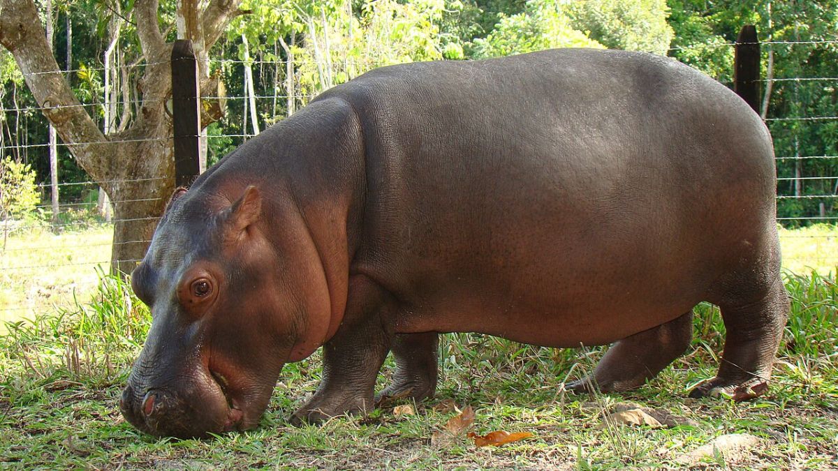 ¿Por qué Colombia sacrificará a 80 hipopótamos de Pablo Escobar?