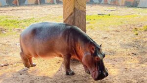Hipopotamos Pablo Escobar Hacienda Napóles 