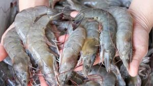 Exportación de camarón hondureño 