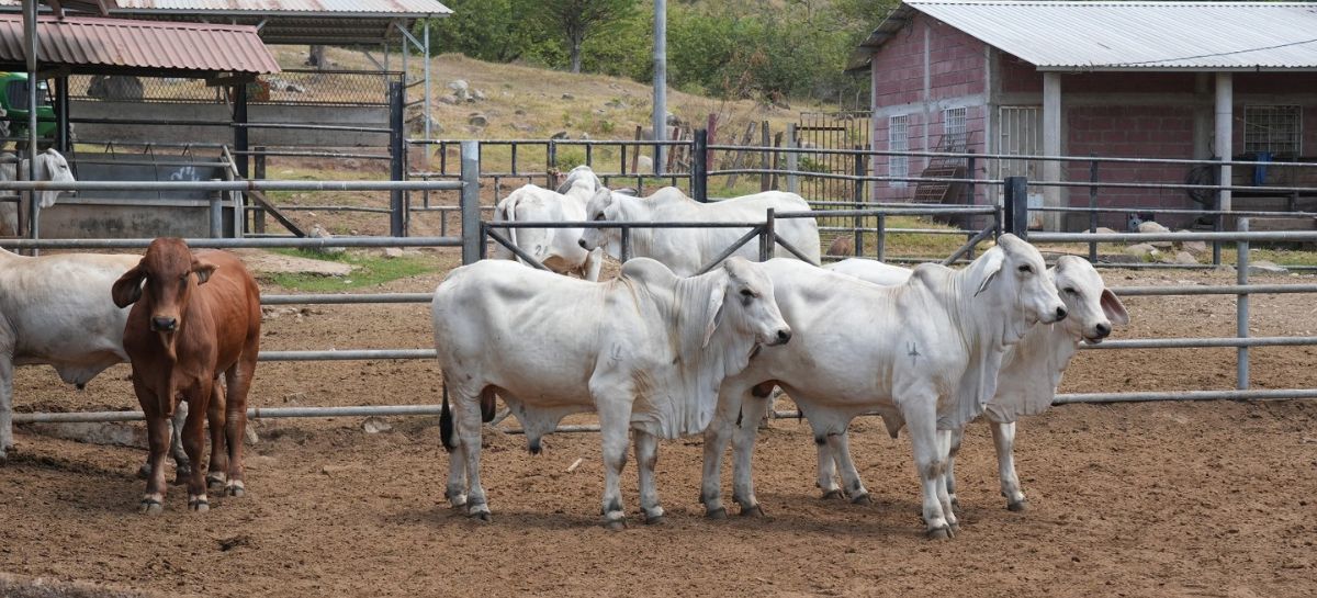 Gobierno impulsa el mejoramiento genético bovino para dinamizar la producción nacional