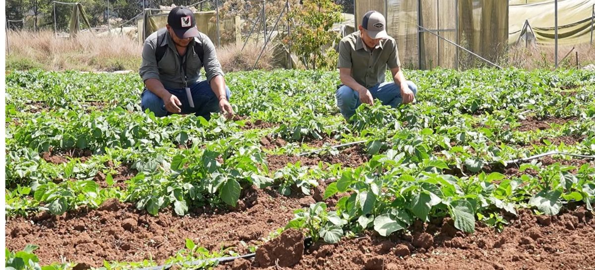 SAG lanza nueva estrategia para garantizar cosechas y seguridad alimentaria
